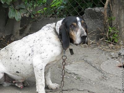 Tino adorable chien de chasse type basset